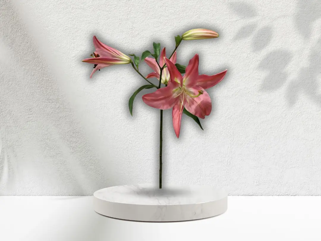 Keizer Star Flower